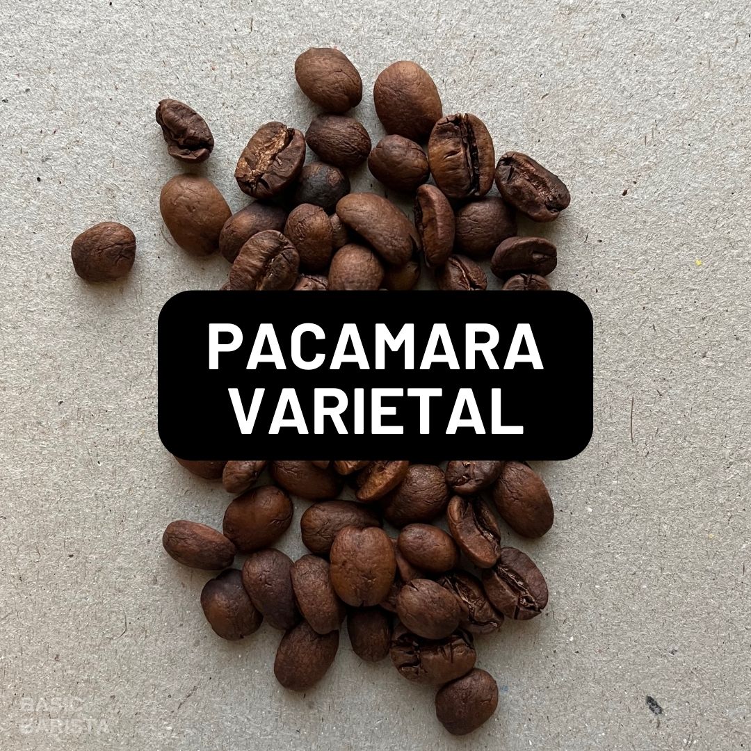 Pacamara Coffee Varietal What is Pacamara? Basic Barista Coffee Bean Varietal Study Article