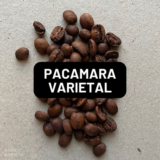 Pacamara Coffee Varietal What is Pacamara? Basic Barista Coffee Bean Varietal Study Article