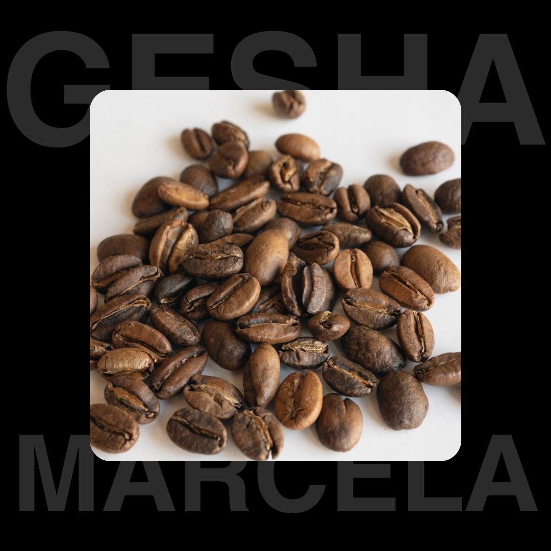 Geisha Marcela Exotic Specialty Coffee Beans Basic Barista
