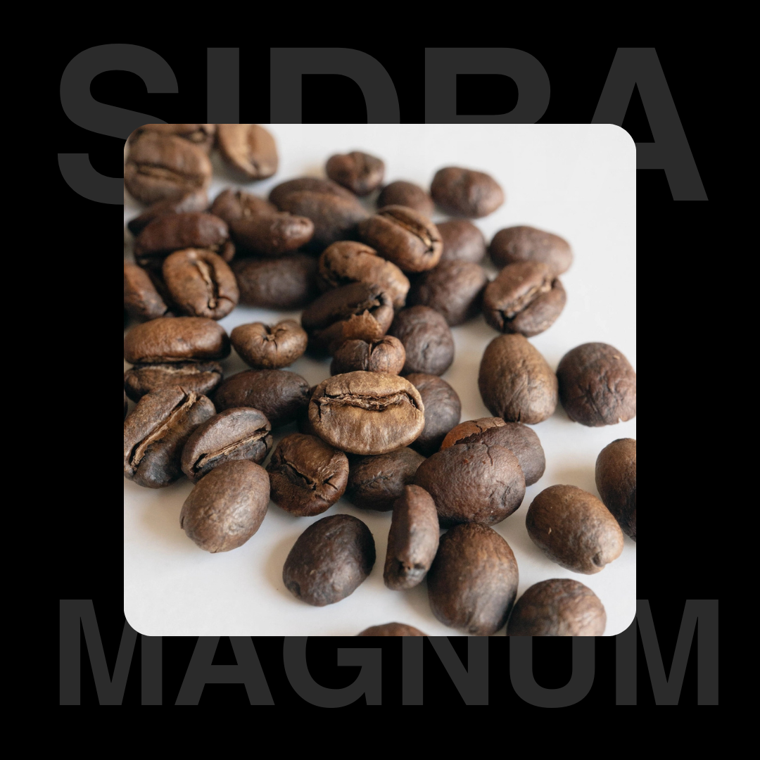 Manum Sidra Coffee Beans Basic Barista Specialty Coffee