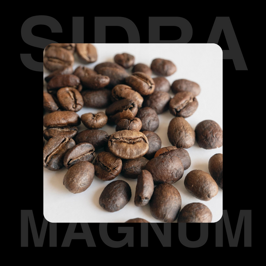 Manum Sidra Coffee Beans Basic Barista Specialty Coffee