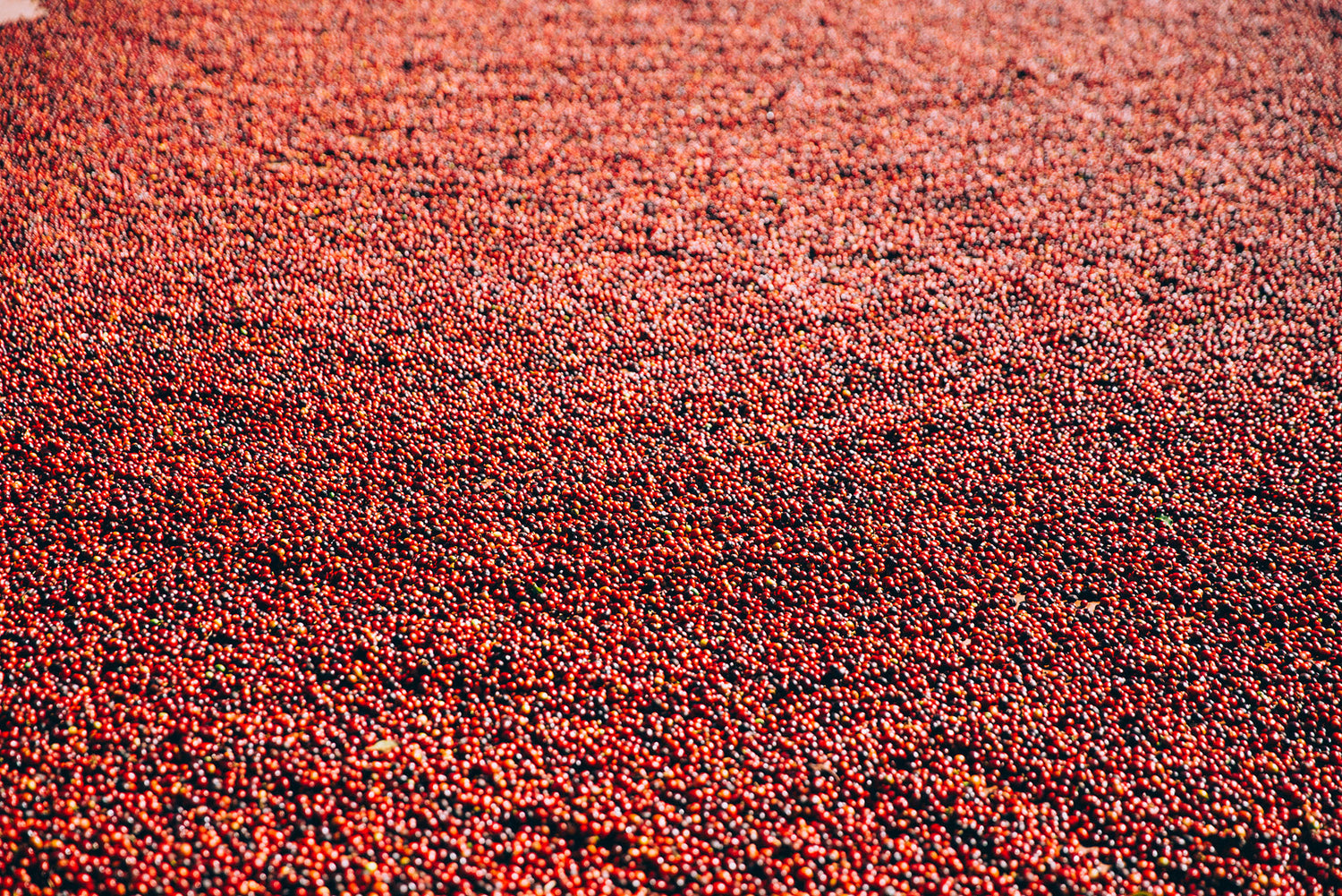 Coffee Cherry Beans Red Coffee Cherries Processing