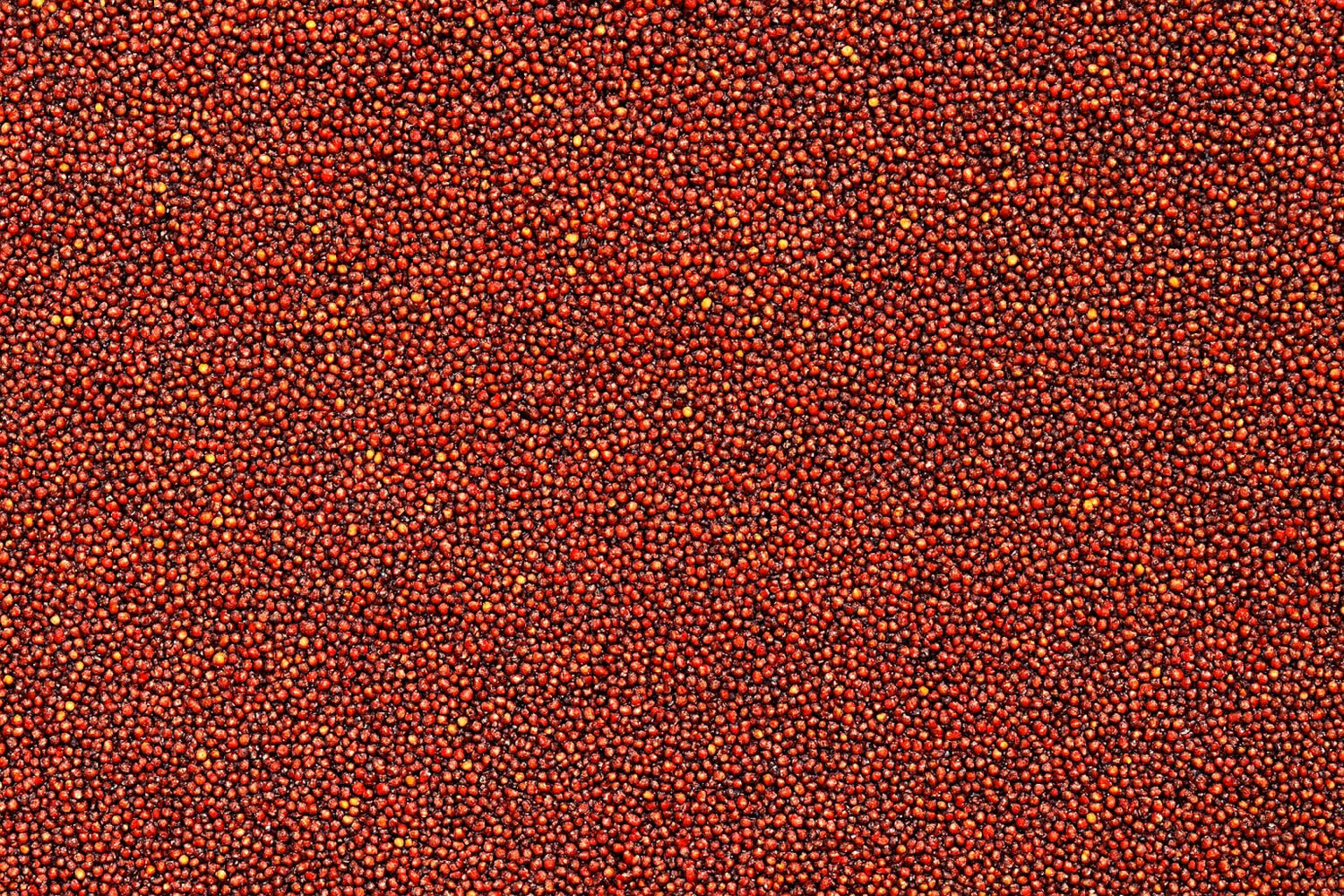 Coffee Cherry Beans Red Coffee Cherries Processing