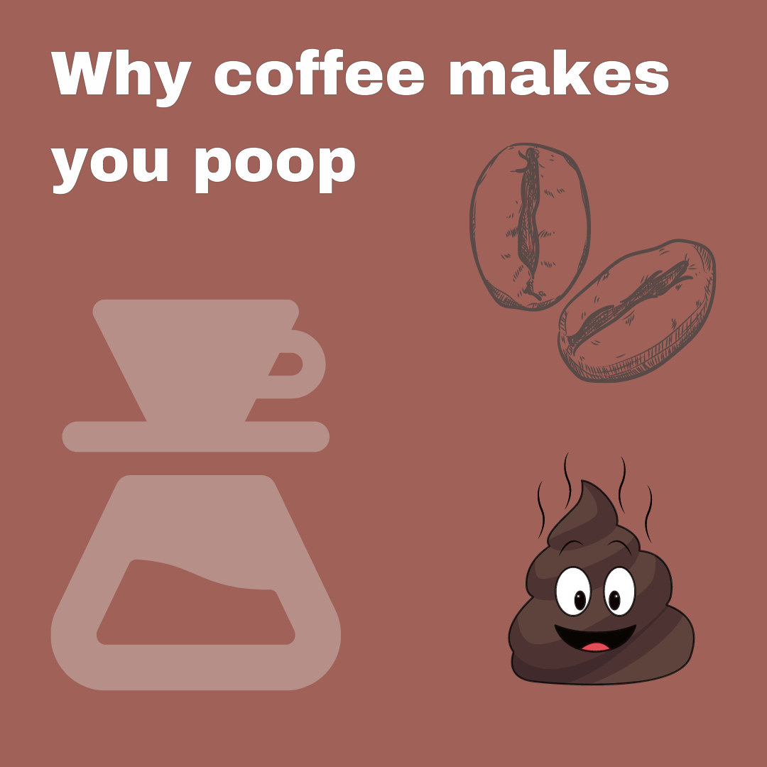 Why drinking coffee makes you poop 