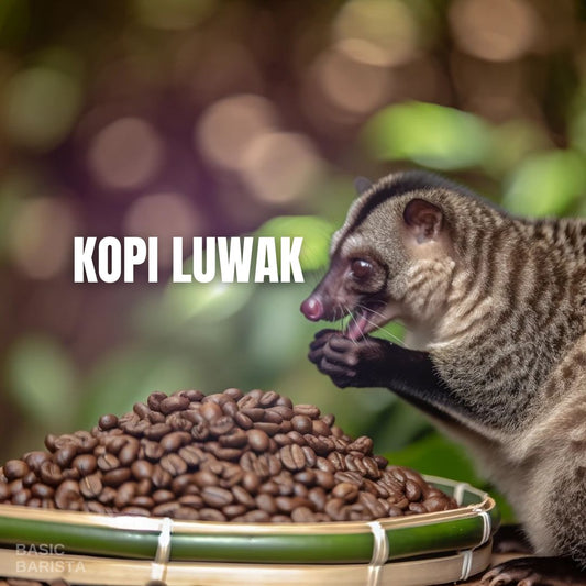 Kopi Luwak Coffee Civet Cat Poo Coffee - What is it and how does it taste compared to specialty coffee Basic Barista Coffee Education Article