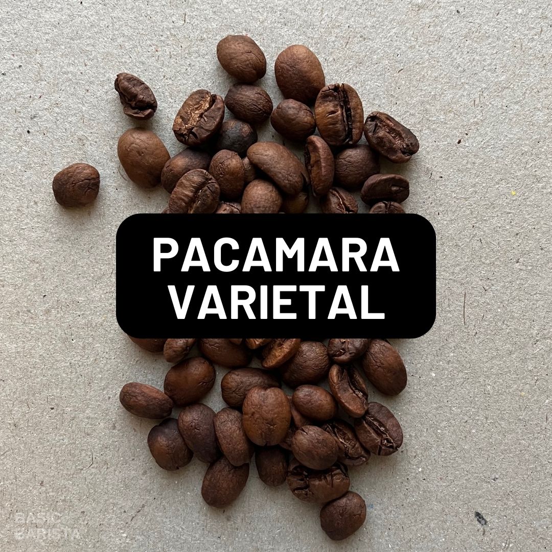 Pacamara Coffee Varietal What is Pacamara? Basic Barista Coffee Bean Varietal Study Article 
