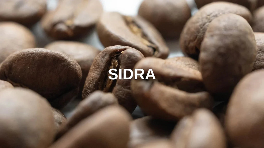 Basic Barista Sidra Coffee Varietal - What is Sidra Coffee? Basic Barista Australia Melbourne