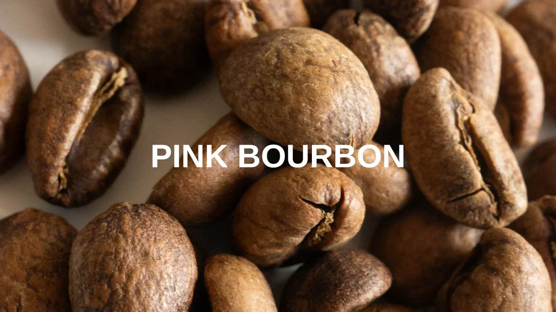 What Is Pink Bourbon Coffee? - Coffee Varietal