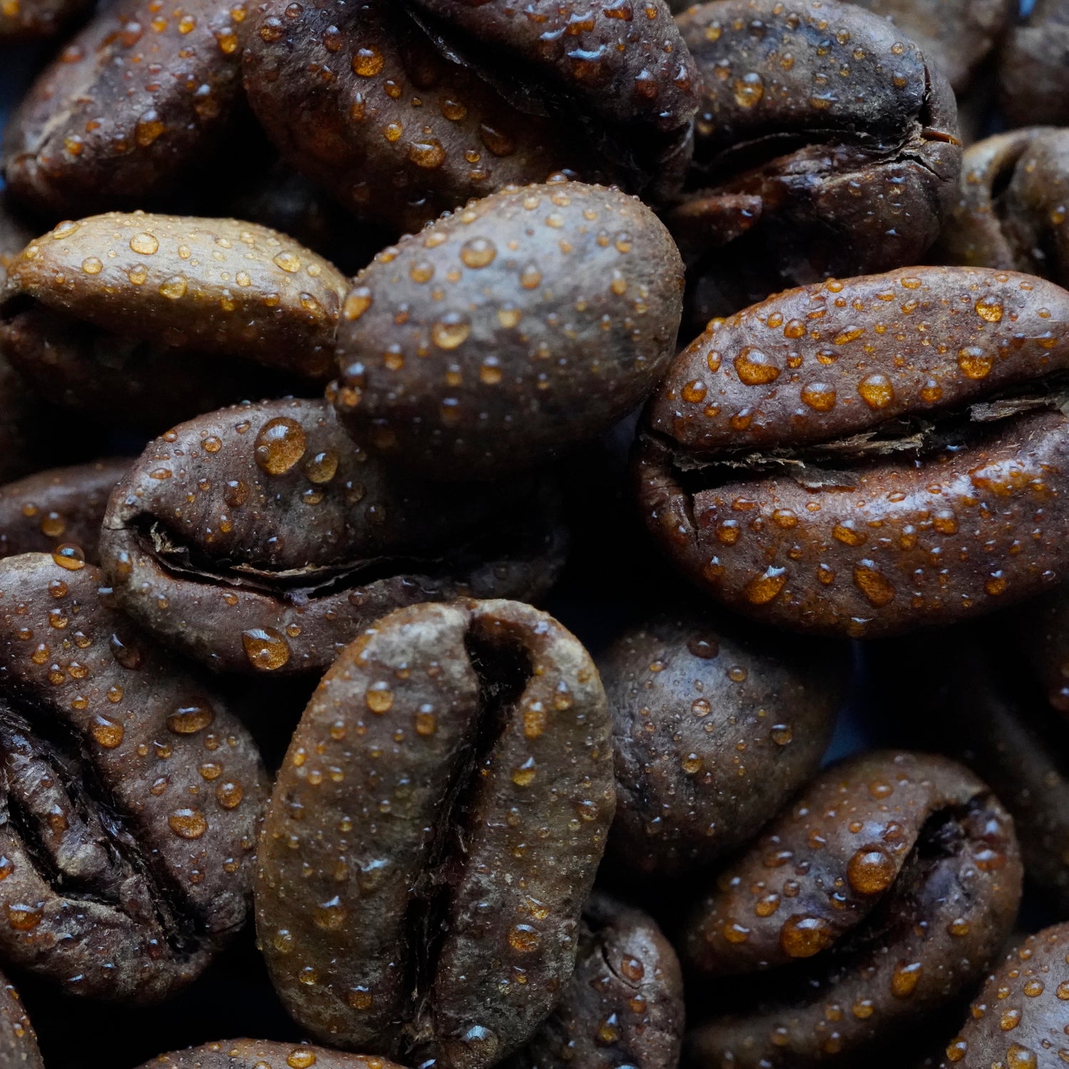 Coffee Beans Close up Basic Barista RDT Wet coffee beans spray water droplet coffee wet coffee beans